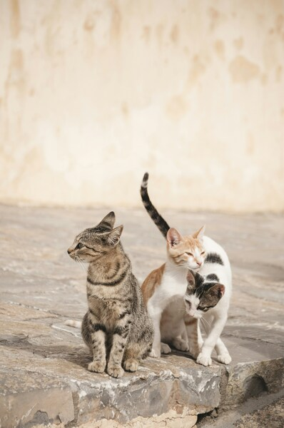 • 4K Wallpaper - Cats and Kitten on Wall