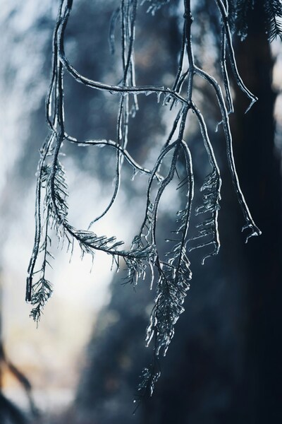 • Frozen Ice Sculpture Wallpaper – Forest Background