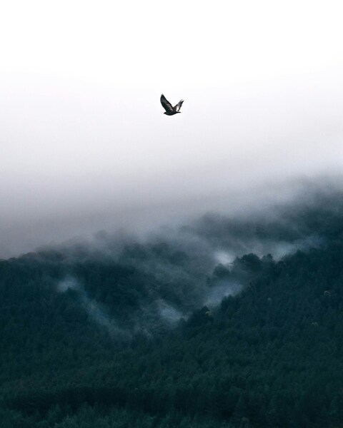 Majestic Eagle Soaring Over Foggy Landsca