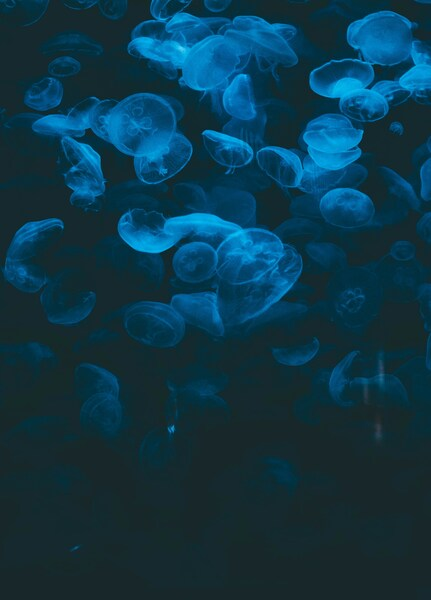 • 'Aesthetic Jellyfish Wallpaper - Underwater 4K