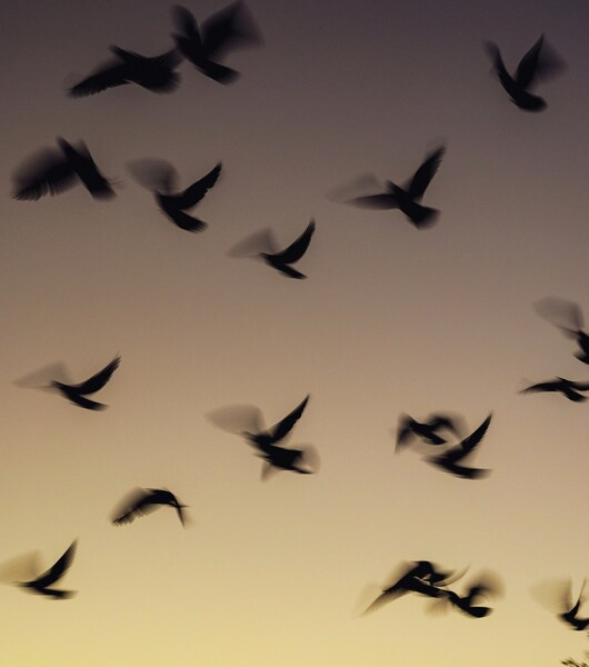 Flock