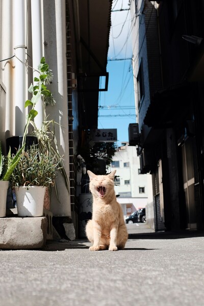 • Tan Cat on the Street – Aesthetic Wallpaper • Realistic Cute Cat Wall