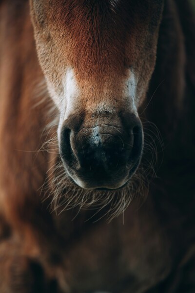 Brown Horse Wallpaper – Ultra HD Background – Realistic Aesthetic