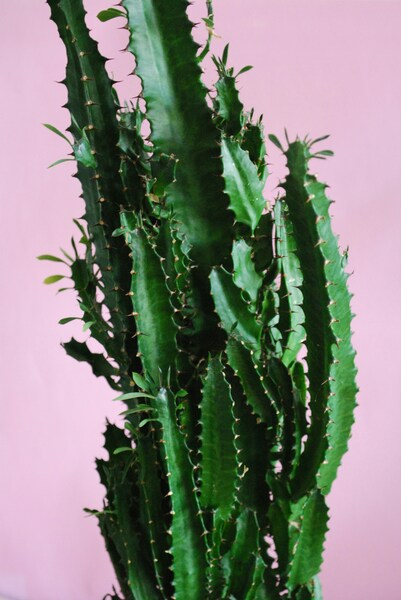 Aesthetic Cactus Plant Wallpaper - HD Desert Flower Background