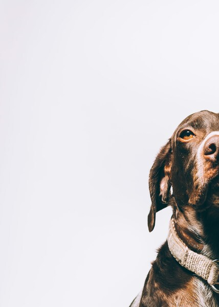 Chocolate Labrador Retriever Aesthetic Wallpaper - Realistic Dog Background - 4K