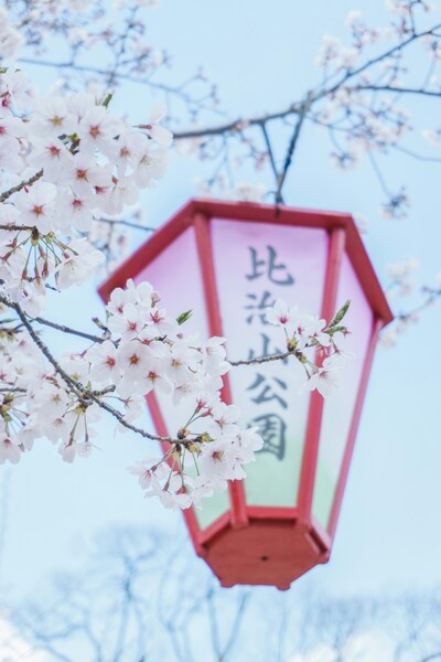 • Cherry blossom