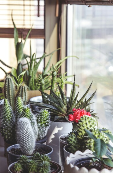 • Potted Plants Collection – Aesthetic 4K Wallpaper
