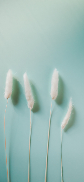 Minimalist Fluffy Grass Wallpaper – Aesthetic 4K Ultra HD