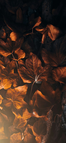 Aesthetic Red Leaves Wallpaper – iPhone 4K Ultra HD