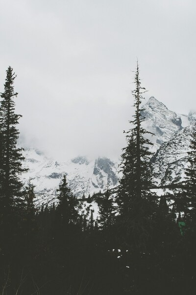 • Forest Scenery Wallpaper - Realistic Landscape