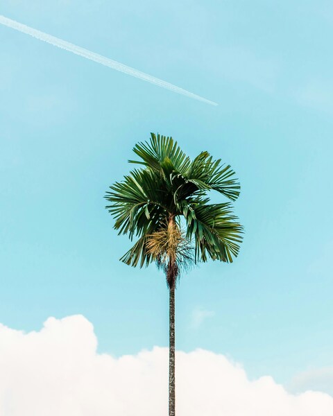 Aesthetic Palm Tree Wallpaper – Ultra HD 4K