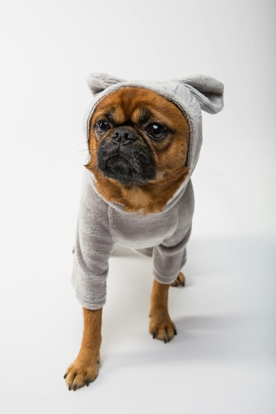 Cute Dog in Grey Sweater | Aesthetic 4K Wallpaper – Pets & Animals