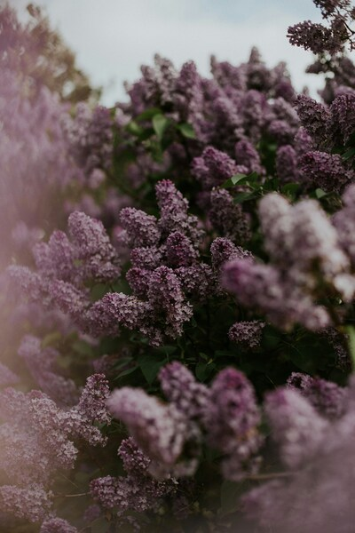 Purple Flowers