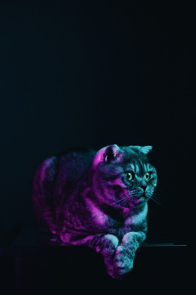 Cat Aesthetic Wallpaper – Purple & Pink 4K Ultra HD Background