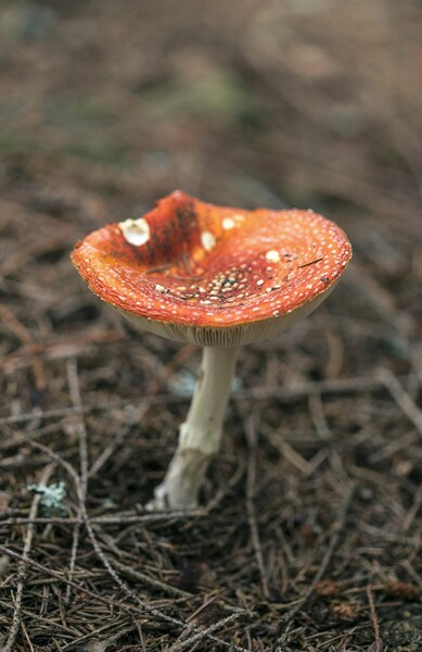 Mushroom, Forest Floor