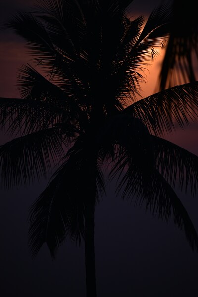 Moonlit Palm Tree Silhouette Wallpaper – Aesthetic Night Scene – 4K Ultra HD