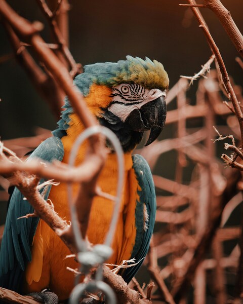 • ‘Vividly Colorful Parrot in Aesthetic Setting – 4K Wallpaper – Nature