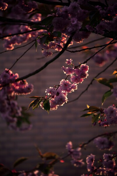 Cherry Blossoms Wallpaper – Aesthetic, Ultra HD