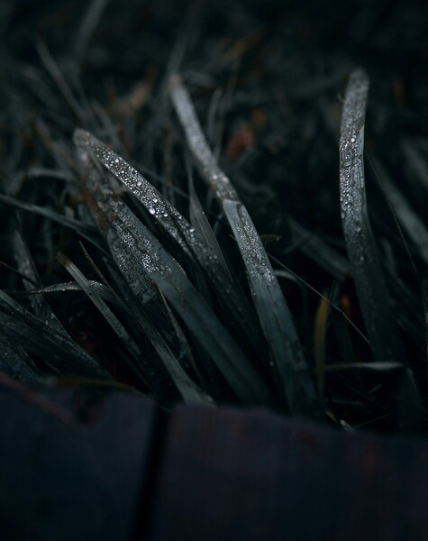 Ice-Covered Plant 4K Wallpaper – Minimalist Aesthetic iPhone Background