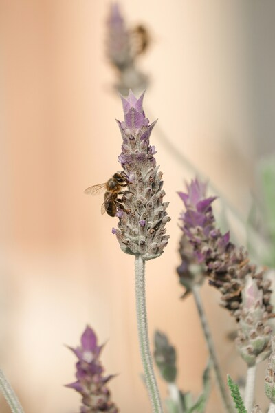 Bee