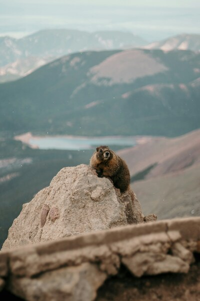 Mountain Goat on Rocky Outcrop – Aesthetic Nature Wallpaper