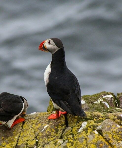 • Puffins Resting on Rocks, Aesthetic 4K Wallpaper