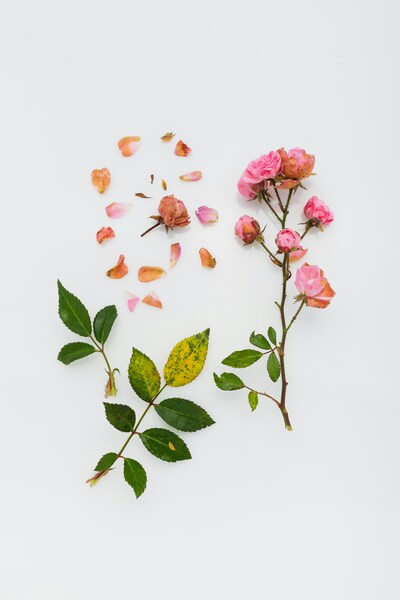 • 4K Pink Rose Wallpaper – Aesthetic iPhone Background