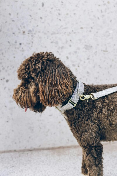 Chic Dog Walking Aesthetic Wallpaper – Stylish Canine Companion for iPhone,