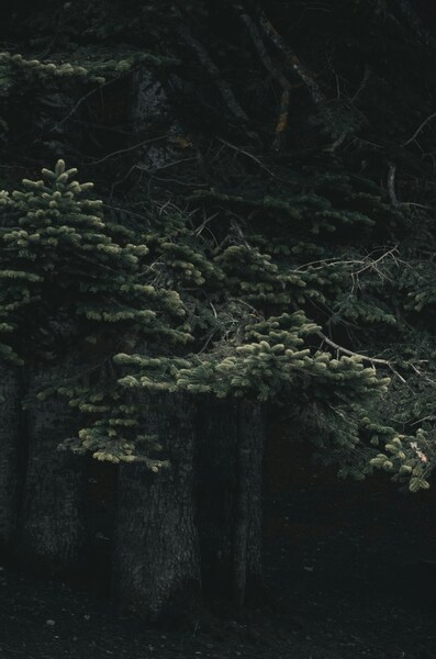 Pine Forest Aesthetic Wallpaper – Minimalist 4K Nature Scene