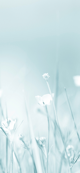 White Flowers 4K Wallpaper | Aesthetic Nature Background