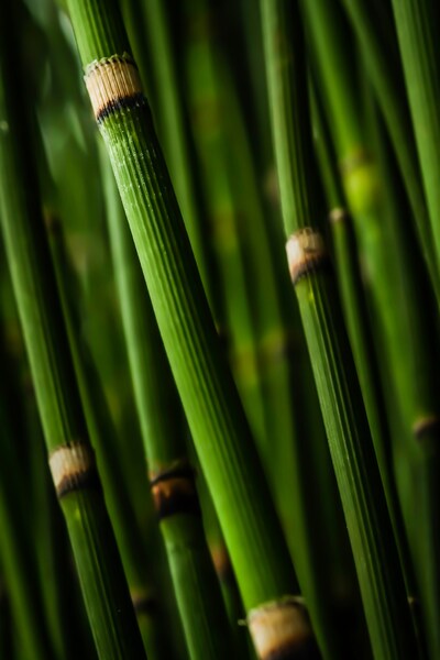 Bamboo Texture Wallpaper – Abstract Aesthetic HD Background