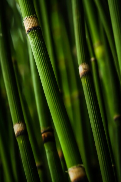 Bamboo