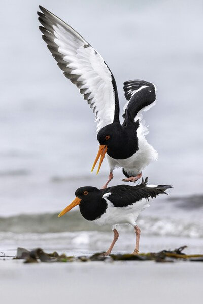 Birds Seagulls