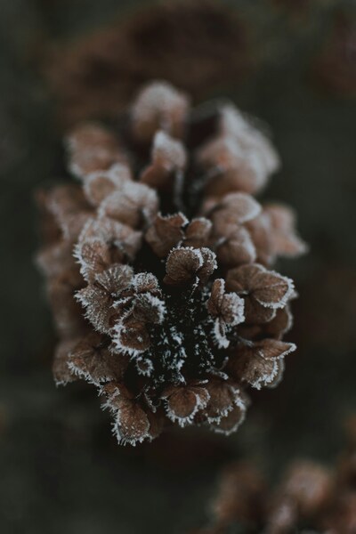 Crystalline Plant Frost Wallpaper – Vintage Aesthetic 4K