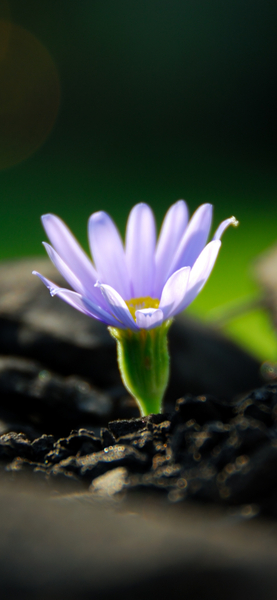 Vivid Purple Flower Wallpaper - Aesthetic Nature Background