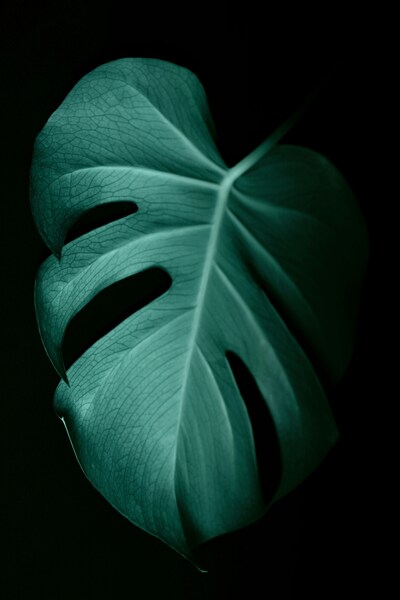 Green Leaf Abstract Wallpaper – Nature Aesthetic 4K