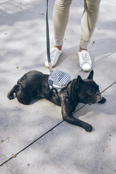 • ‘Black and White Bulldog Wallpaper – Aesthetic Pup’ • ‘Black and Whit