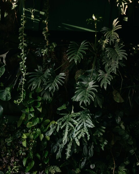 • Tropical Jungle