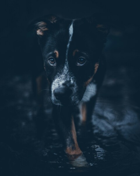 Black and White Dog Wallpaper – Aesthetic Canine 4K Ultra HD Background