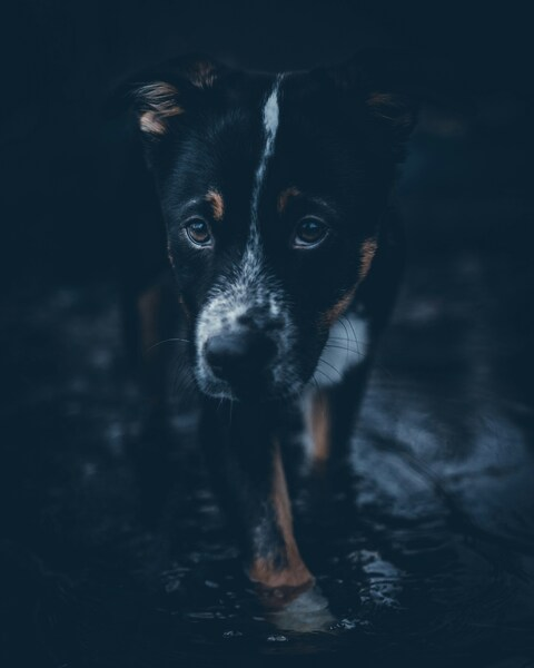 Black and White Dog Wallpaper – Aesthetic Canine 4K Ultra HD Background