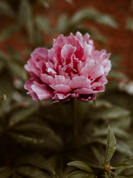 Aesthetic Pink Flower Wallpaper – Minimalist Realistic Nature Flower Backgr