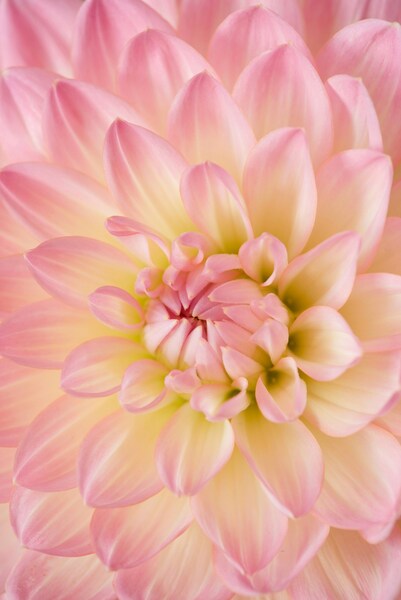 Realistic Aesthetic Pink Flower Wallpaper – 4K Ultra HD Background