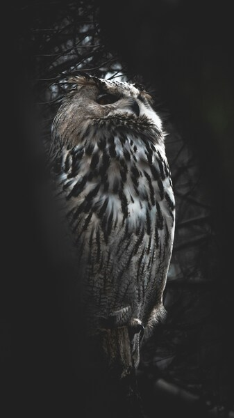 Aesthetic Owl Wallpaper – Nighttime Silhouette – Realistic – 4K, Ultra HD