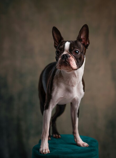 • ‘Boston Terrier Aesthetic Wallpaper – 4K Ultra HD