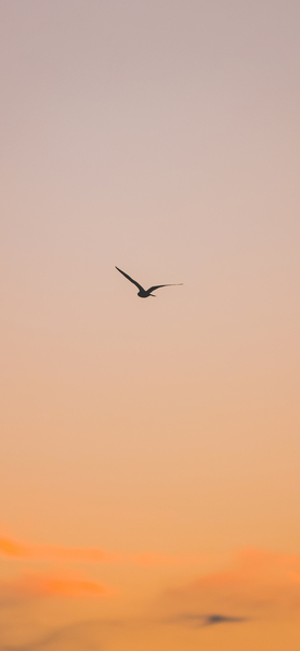 Aesthetic Bird in Flight at Sunset Wallpaper – Ultra HD 4K Background, iPho