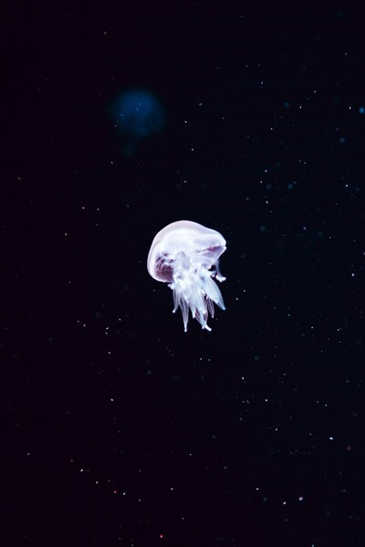 Jellyfish, Starry Sky