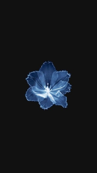 Striking Blue Flower Wallpaper – Minimalist Aesthetic for iPhone & Desktop
