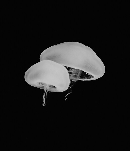 • 60-70 characters maximum • ‘The Legend of Zelda Jellyfish – Minimalis