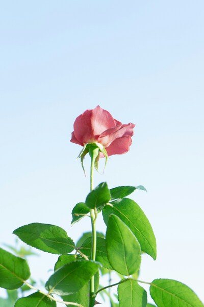 • Pink Rose Wallpaper - Minimalist Flower Illustration - Aesthetic 4K Ultra HD