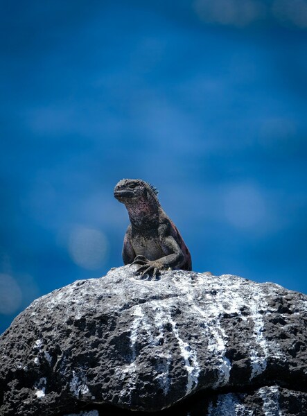 Reptilian Lizard Wallpaper – Minimalist Desert Aesthetic – 4K